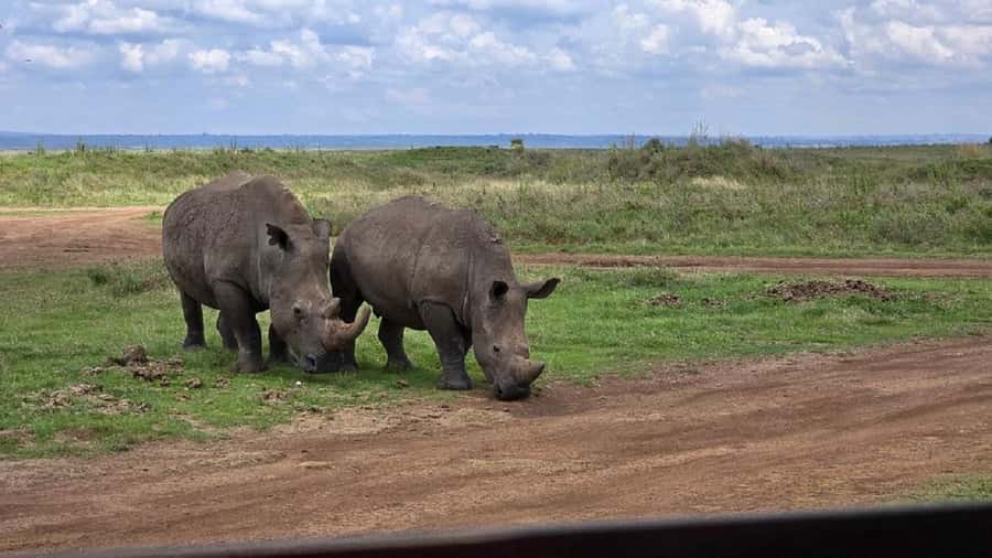 Nairobi: Lake Nakuru Park and Lake Naivasha Boat Ride - Key points to know before booking
