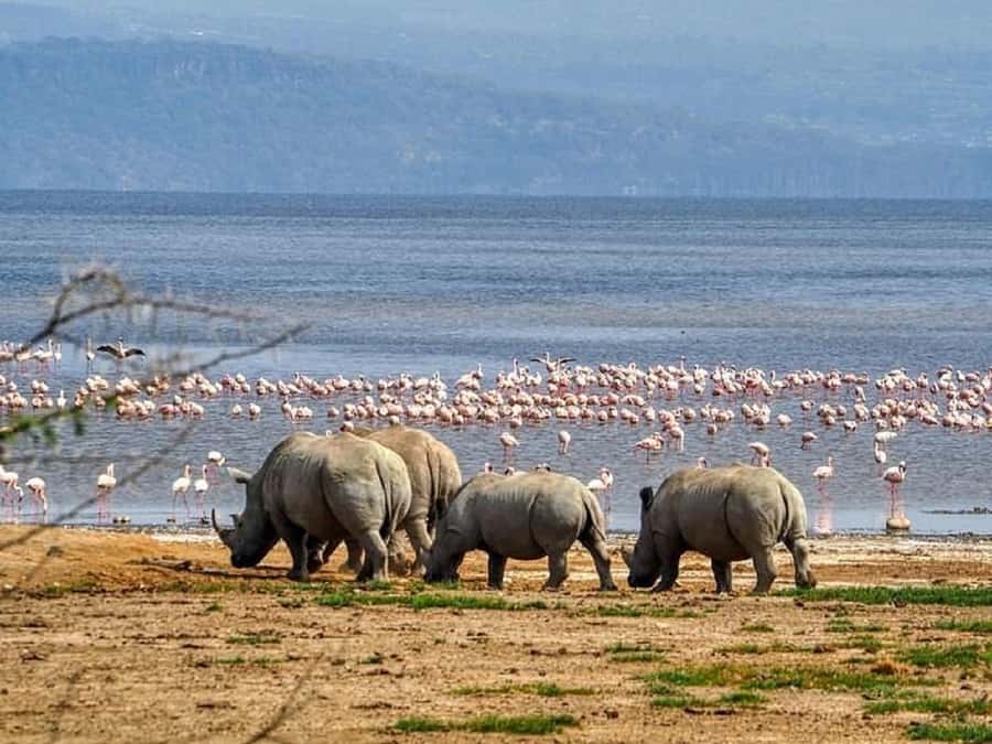 Nairobi: Lake Nakuru Park and Lake Naivasha Boat Ride - Baboon Cliff and the best view of the lake