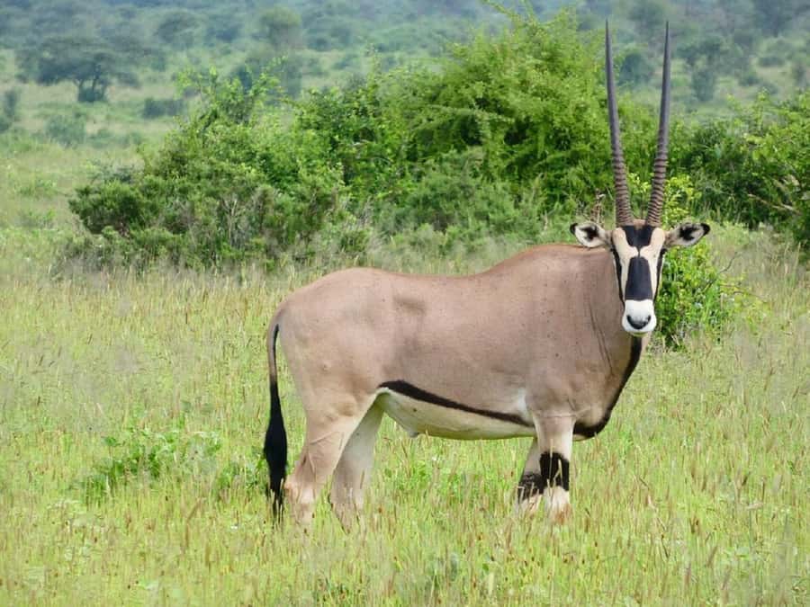 Nairobi: Lake Nakuru Park and Lake Naivasha Boat Ride - The afternoon drive and lakeshore
