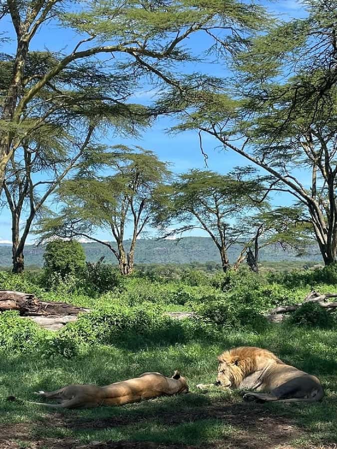 Nairobi: Lake Nakuru Park and Lake Naivasha Boat Ride - What happens at Lake Naivasha