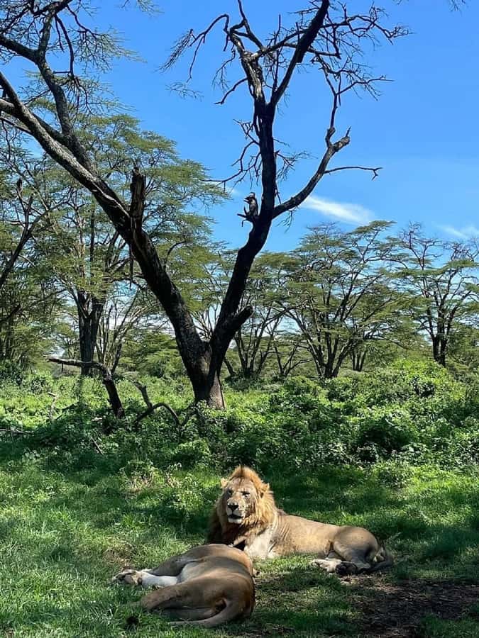 Nairobi: Lake Nakuru Park and Lake Naivasha Boat Ride - Transport, group size, and the day’s pace