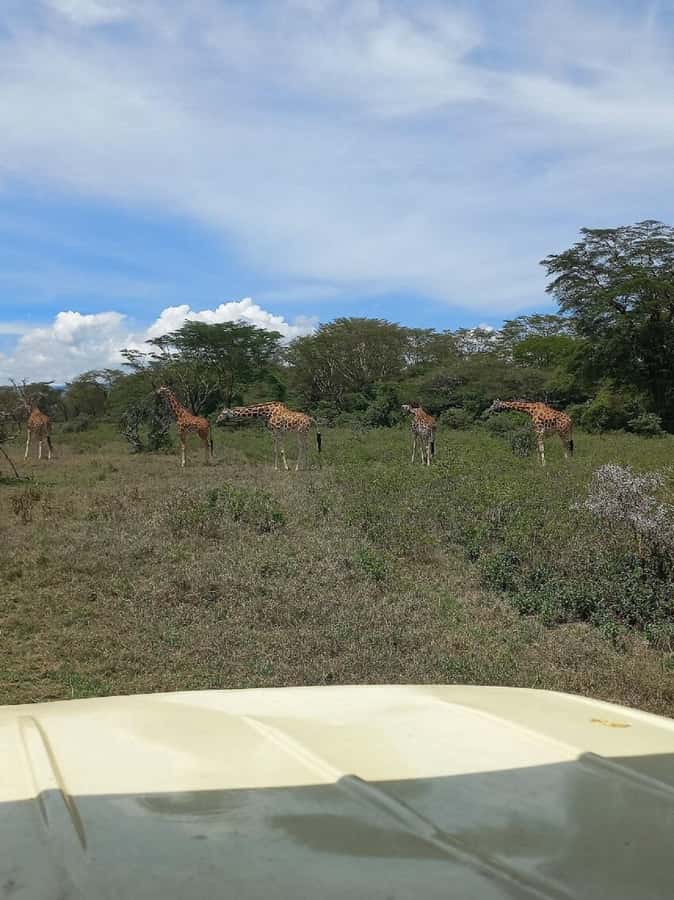 Nairobi: Lake Nakuru Park and Lake Naivasha Boat Ride - Who should book this Lake Nakuru day trip?