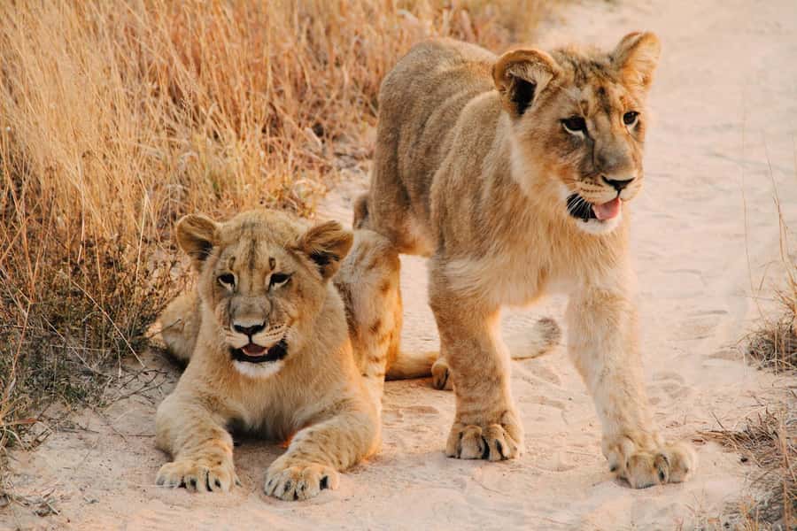 Nairobi : Nairobi National Park: 5- hours Guided Game Drive - Entering the park and finding wildlife