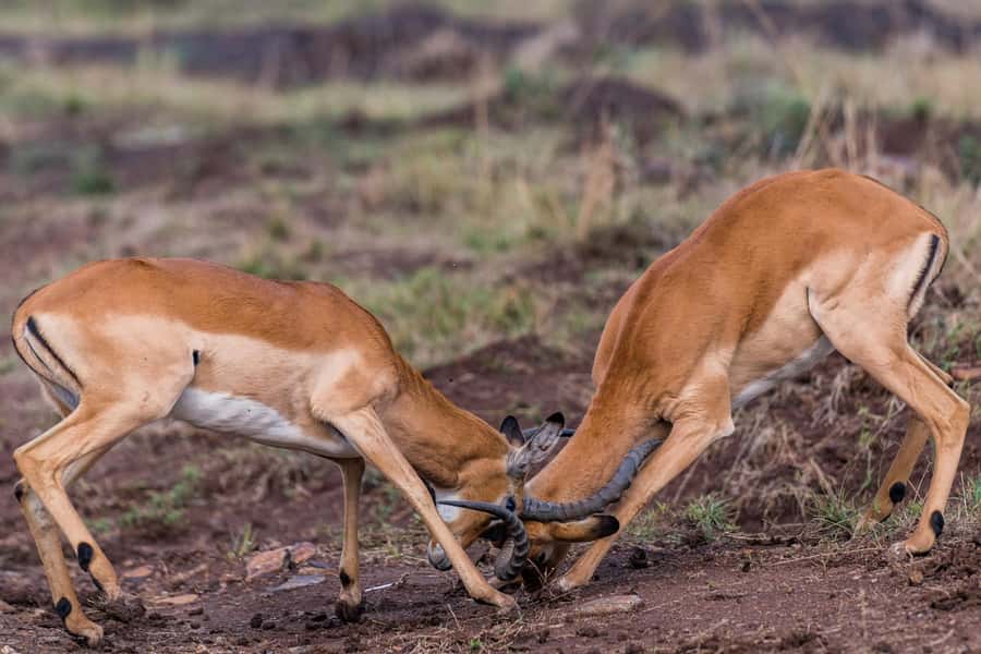 Nairobi : Nairobi National Park: 5- hours Guided Game Drive - Morning or afternoon: choosing your five hours