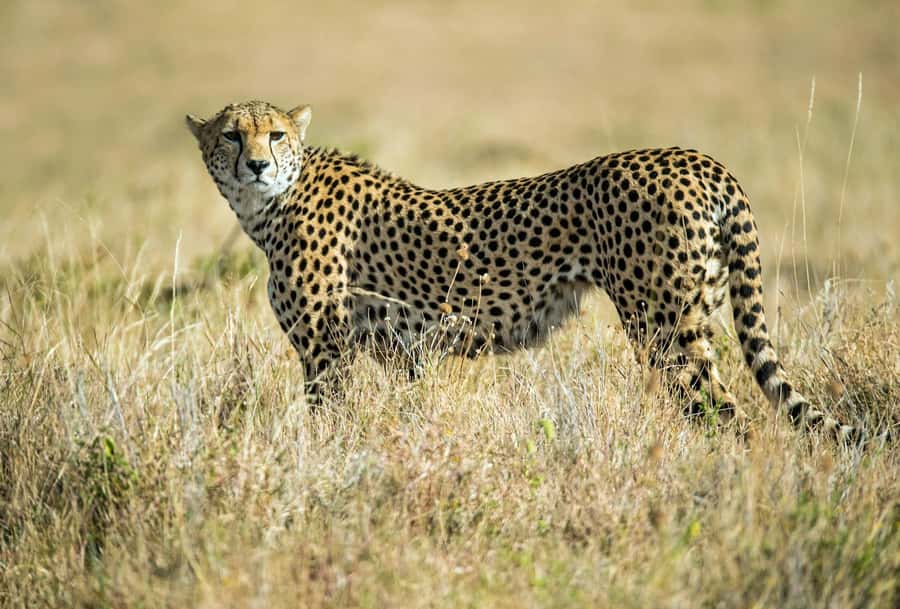 Nairobi : Nairobi National Park: 5- hours Guided Game Drive - What the pop-up-roof van adds