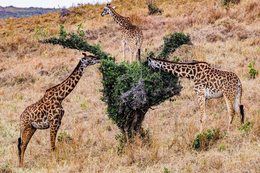 Nairobi : Nairobi National Park: 5- hours Guided Game Drive - The real cost: $45 tour price plus $80 park entry