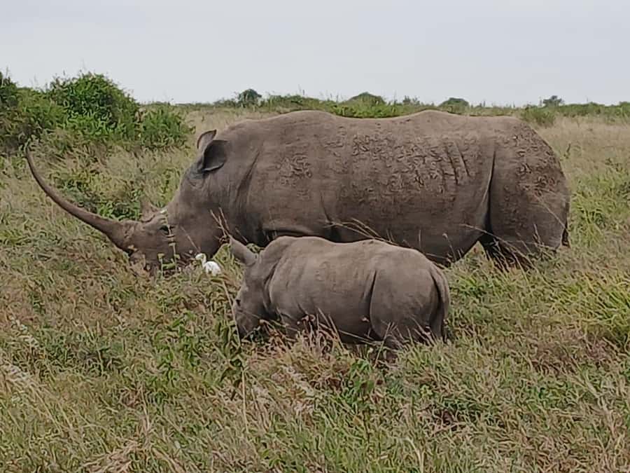 Nairobi : Nairobi National Park: 5- hours Guided Game Drive - What is and is not included