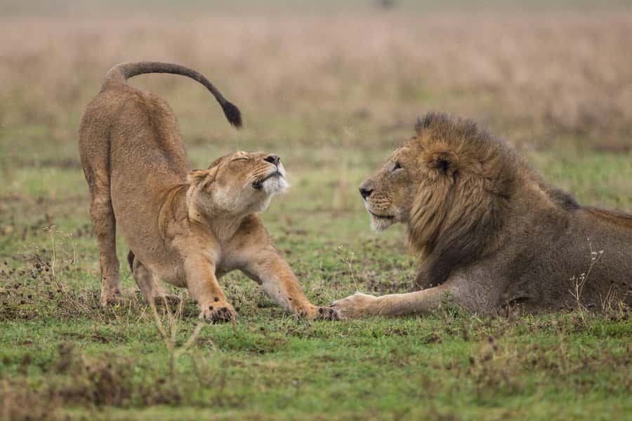 Nairobi : Nairobi National Park: 5- hours Guided Game Drive - Who should book this game drive?