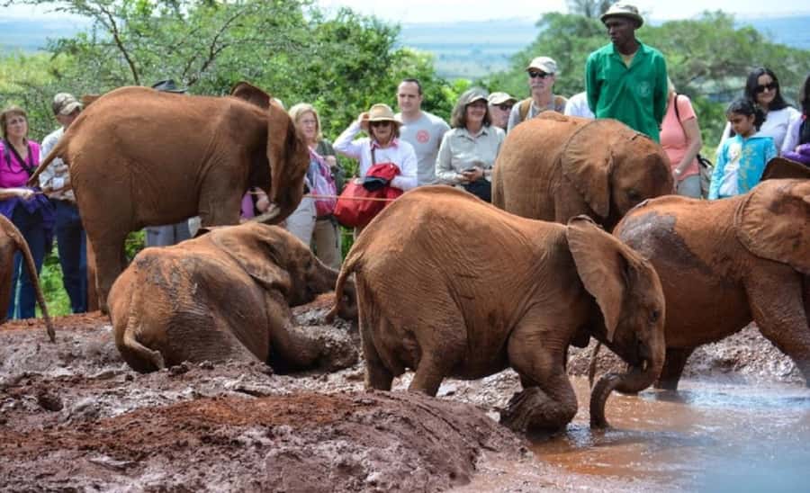 Nairobi:Nairobi national park,David sheldrick,GiraffeCenter - Nairobi National Park with the city at your shoulder