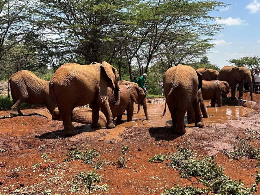 Nairobi:Nairobi national park,David sheldrick,GiraffeCenter - A game drive built around more than photographs