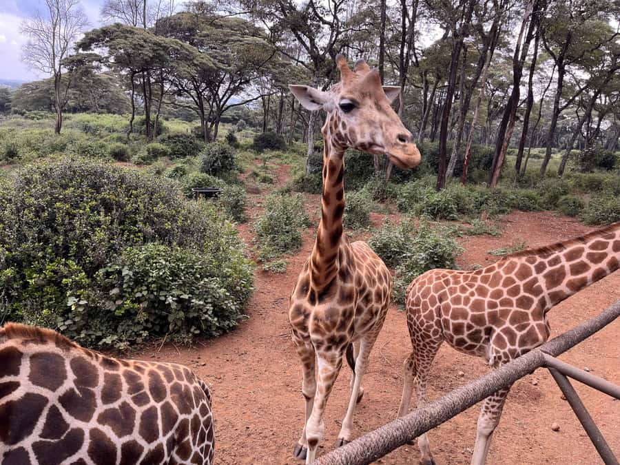 Nairobi:Nairobi national park,David sheldrick,GiraffeCenter - David Sheldrick Wildlife Trust and the elephant stories