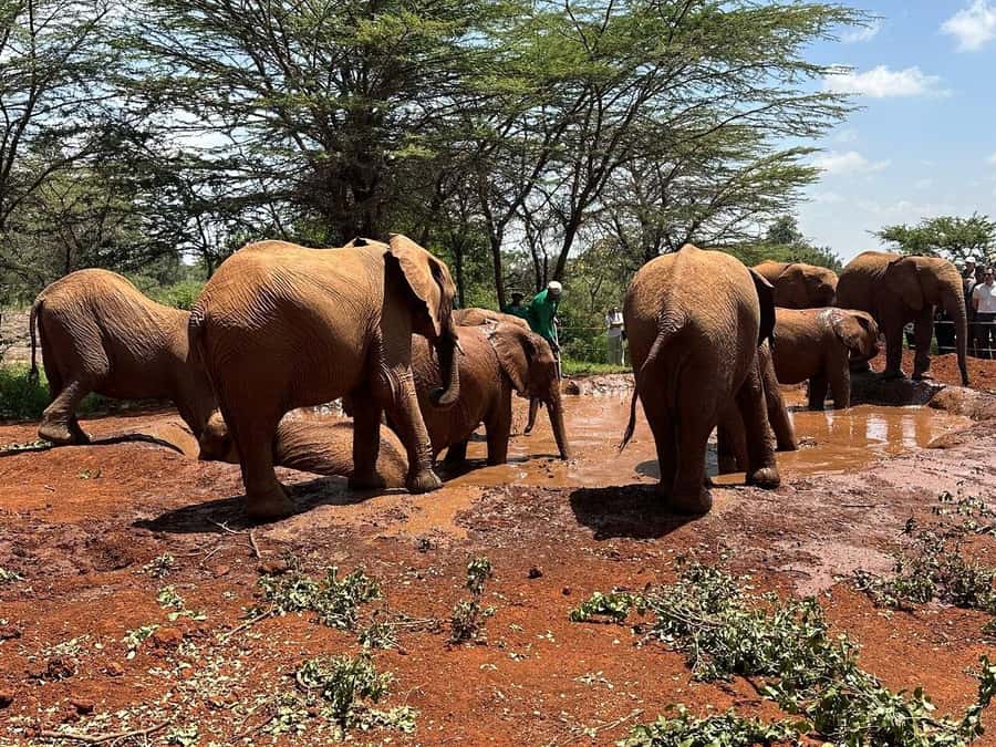 Nairobi:Nairobi national park,David sheldrick,GiraffeCenter - The biggest concern: dependable pickup