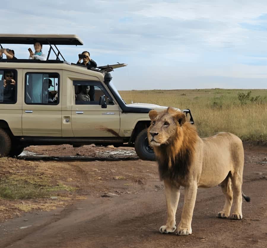 Nairobi: Nairobi National Park Half-Day Game Drive - Why this Nairobi safari feels different