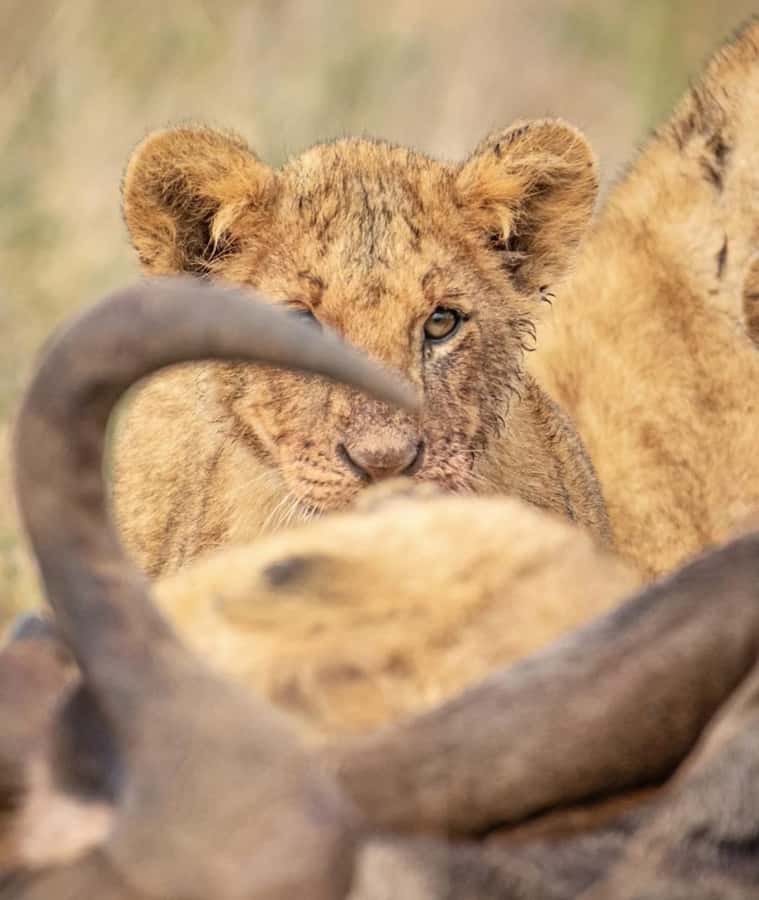 Nairobi: Nairobi National Park Half-Day Game Drive - Four hours among Nairobi’s wildlife