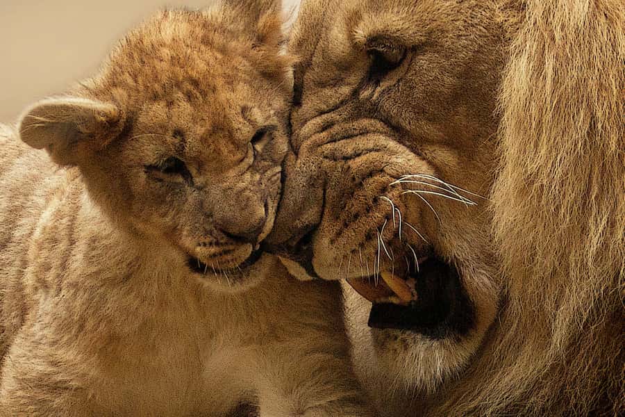 Nairobi: Nairobi National Park Half-Day Game Drive - Who should book this experience