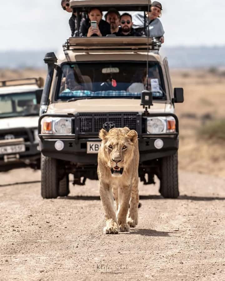 Nairobi: Nairobi National Park Half-Day Game Drive - What the $36 price really buys you