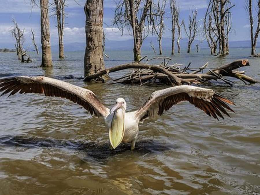 Nairobi: Nakuru National Park and Lake Naivasha Day Tour - Key points at a glance