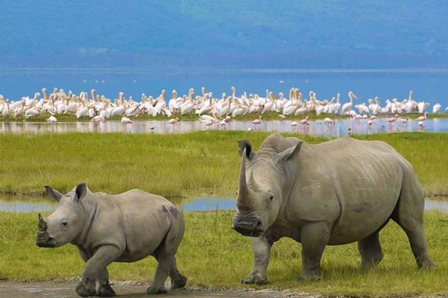 Nairobi: Nakuru National Park and Lake Naivasha Day Tour - Why Lake Nakuru makes this day special