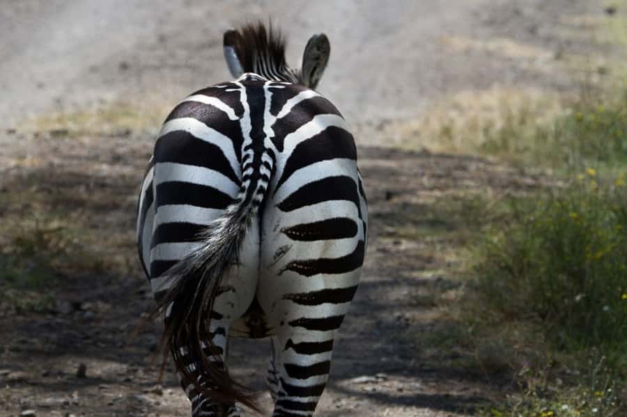 Nairobi: Nakuru National Park and Lake Naivasha Day Tour - Lunch at Lake Nakuru Lodge, with the bill separate