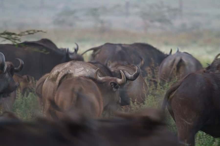 Nairobi: Nakuru National Park and Lake Naivasha Day Tour - Lake Naivasha by boat: hippos, birds, and eagle feeding