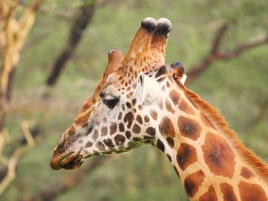 Nairobi: Nakuru National Park and Lake Naivasha Day Tour - What the $215 price really covers