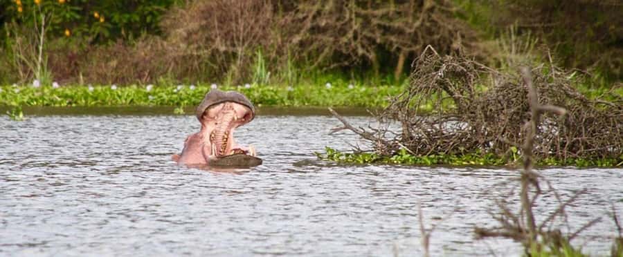 Nairobi: Nakuru National Park and Lake Naivasha Day Tour - Timing, comfort, and what to pack