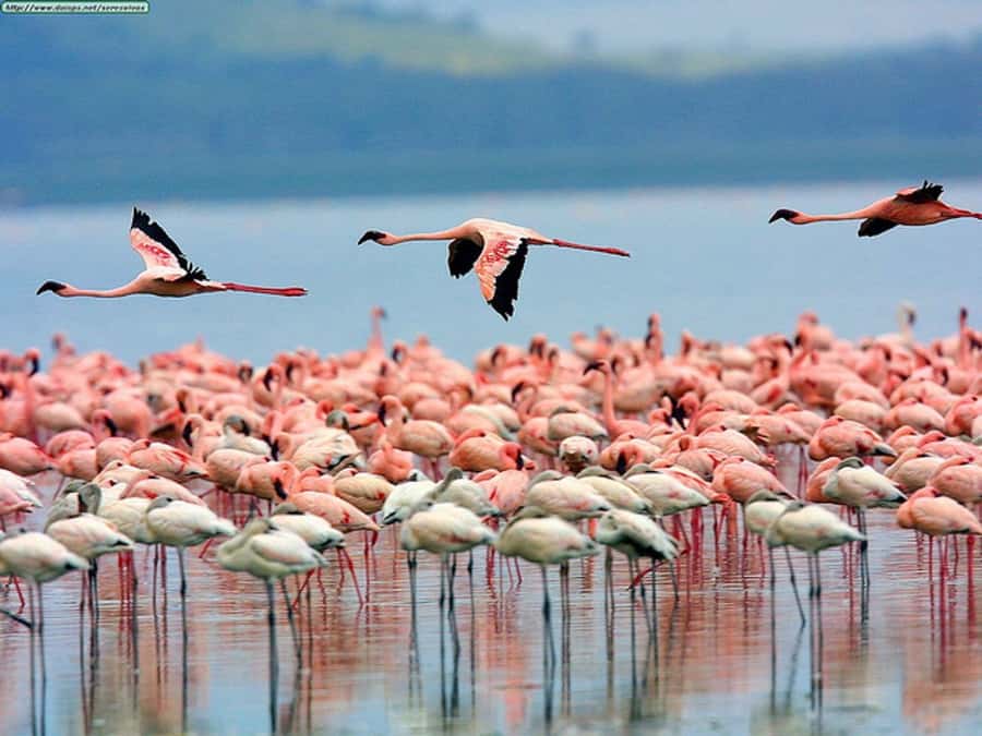 Nairobi: Nakuru National Park and Lake Naivasha Day Tour - The early drive from Nairobi to the Great Rift Valley