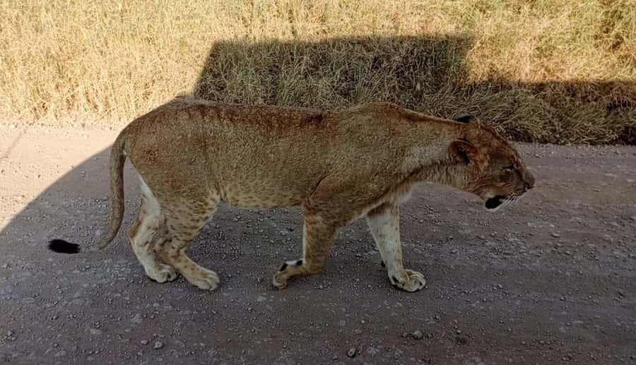 Nairobi National Park 5-hour Guided Game Drive Free Pick up - Key points at a glance