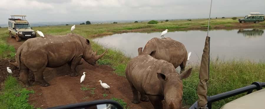 Nairobi National Park 5-hour Guided Game Drive Free Pick up - A real safari beside Nairobi’s skyline