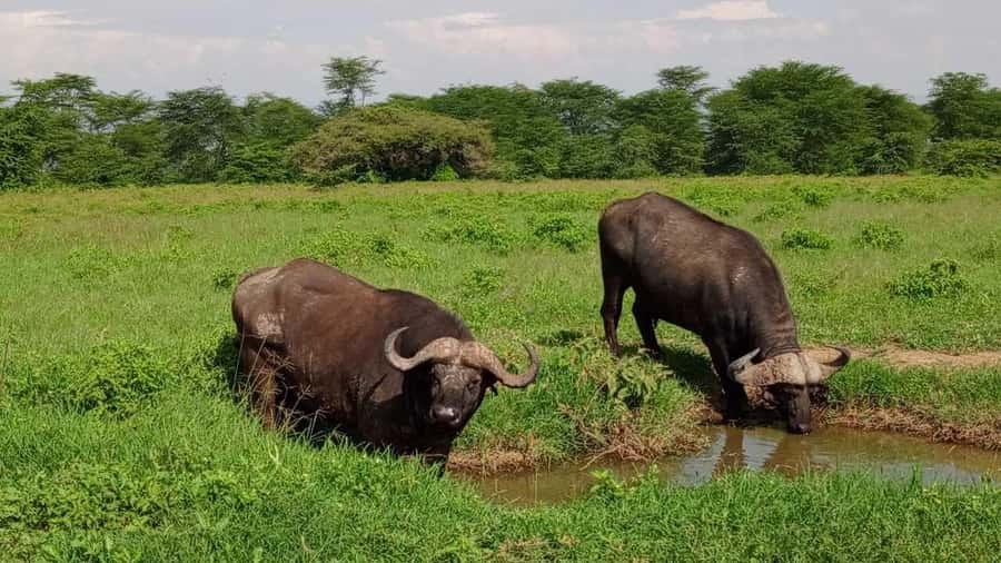 Nairobi National Park 5-hour Guided Game Drive Free Pick up - What the five-hour park drive is like