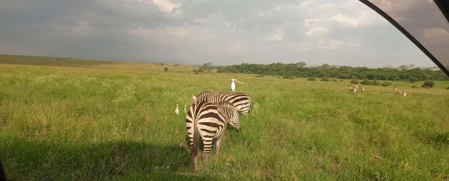 Nairobi National Park 5-hour Guided Game Drive Free Pick up - The animals you may see