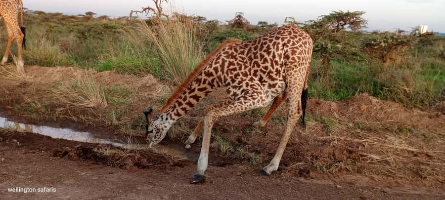 Nairobi National Park 5-hour Guided Game Drive Free Pick up - Morning or afternoon: choose with care