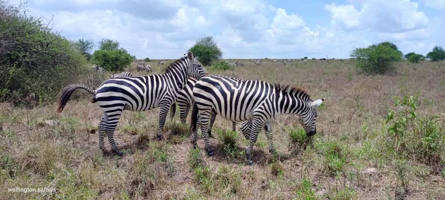 Nairobi National Park 5-hour Guided Game Drive Free Pick up - The optional Kobe Tough Beads and Leather stop