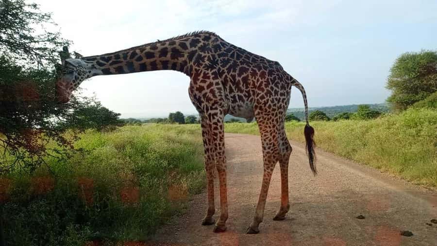 Nairobi National Park 5-hour Guided Game Drive Free Pick up - Booking details worth knowing