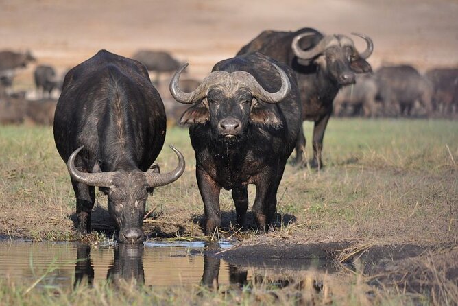 Nairobi National Park 6 am Group Joining Game drive. - Key points to know before booking
