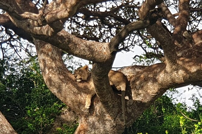 Nairobi National Park 6 am Group Joining Game drive. - What the pop-up roof van adds