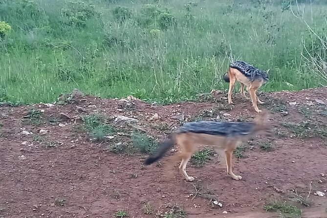 Nairobi National Park 6 am Group Joining Game drive. - The park entrance fee changes the value