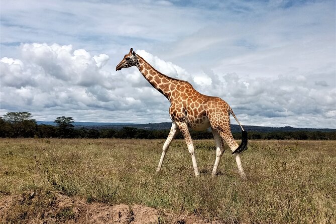 Nairobi National Park 6 am Group Joining Game drive. - The timing needs a careful reading