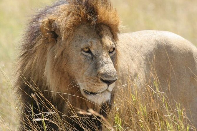 Nairobi National Park 6 am Group Joining Game drive. - The 6 am pickup and ride to the park
