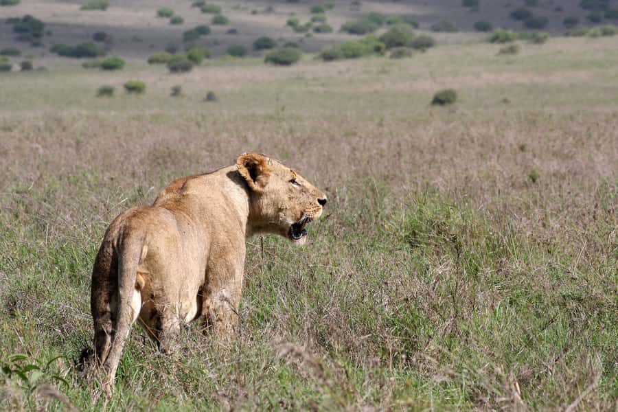 Nairobi National Park –Adventure at City’s Edge Free PickUp - Birds and scenery beyond the Big Five