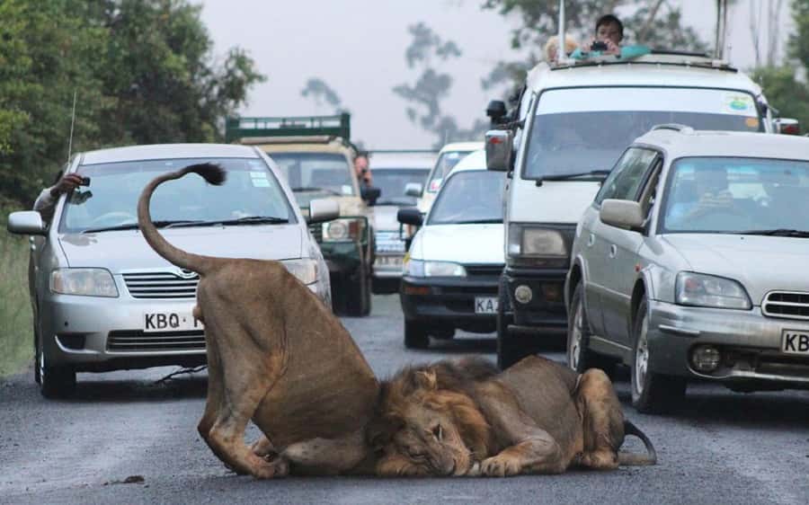 Nairobi National Park –Adventure at City’s Edge Free PickUp - The guide matters more than the low tour price