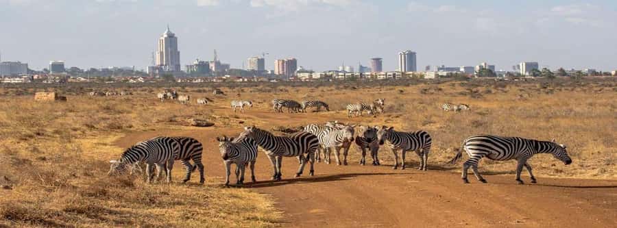 Nairobi National Park –Adventure at City’s Edge Free PickUp - What the $20 price really buys you