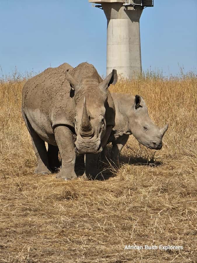 NAIROBI NATIONAL PARK AFTERNOON GAME DRIVE. - Why the afternoon timing works so well