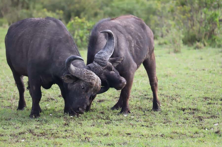 NAIROBI NATIONAL PARK AFTERNOON GAME DRIVE. - Entering the park and settling into the drive