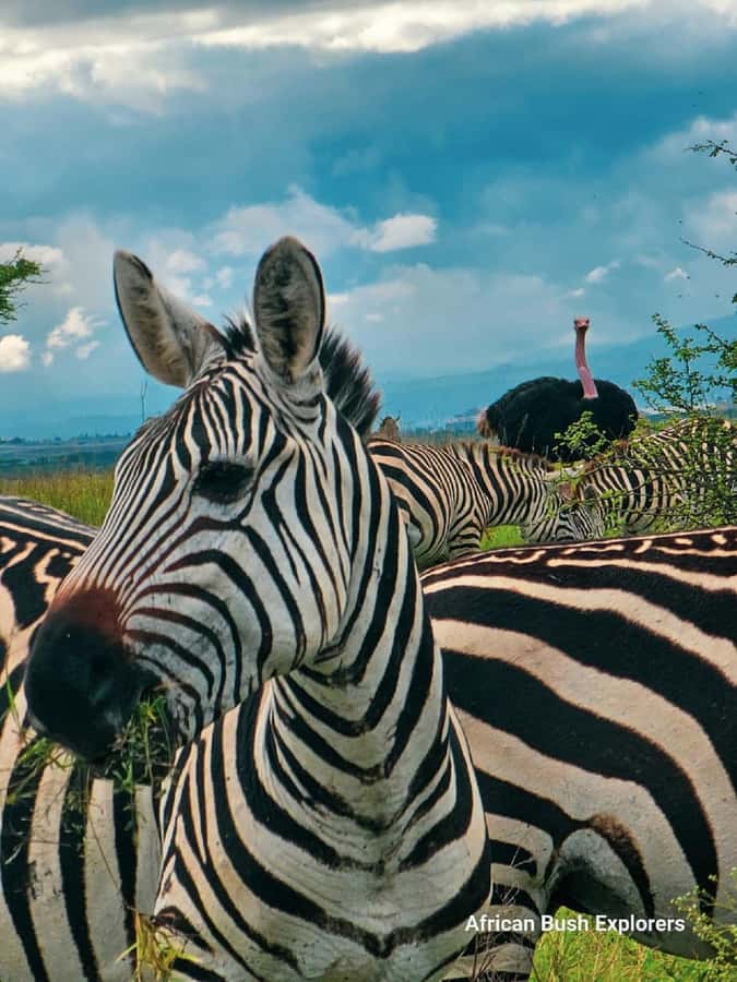 NAIROBI NATIONAL PARK AFTERNOON GAME DRIVE. - Wildlife sightings, from giraffes to big cats
