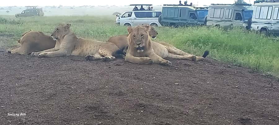 NAIROBI NATIONAL PARK AFTERNOON GAME DRIVE. - Sunset makes the final hour special