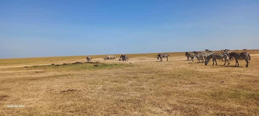 NAIROBI NATIONAL PARK AFTERNOON GAME DRIVE. - What the $35 price really covers