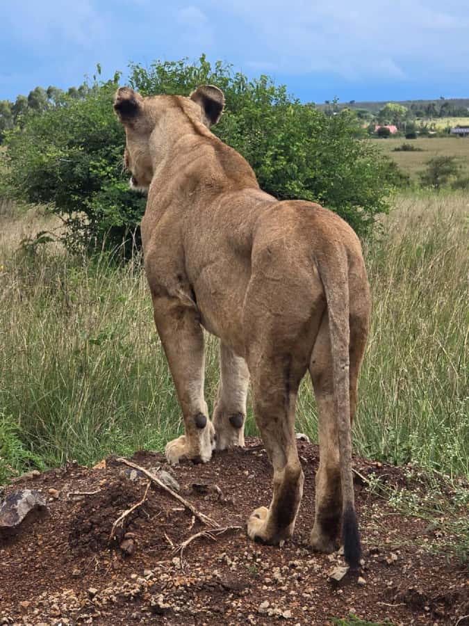 NAIROBI NATIONAL PARK AFTERNOON GAME DRIVE. - Who will enjoy this game drive most