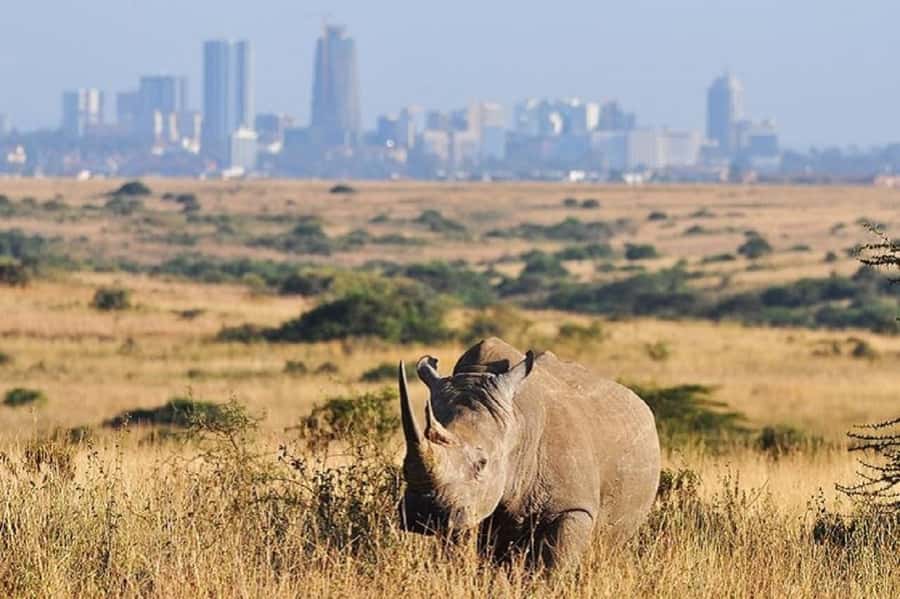 Nairobi national park and elephant orphanage - Key points to know before booking