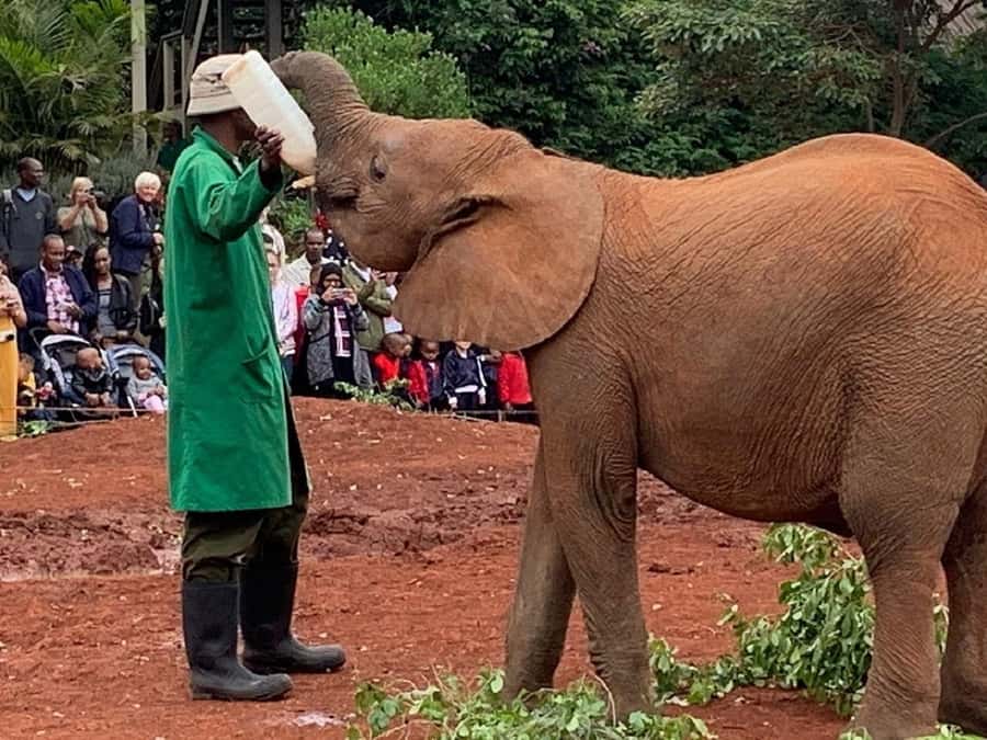 Nairobi national park and elephant orphanage - The real cost is closer to $135 per person